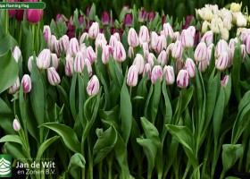 Tulipa Flaming Flag ® (2)